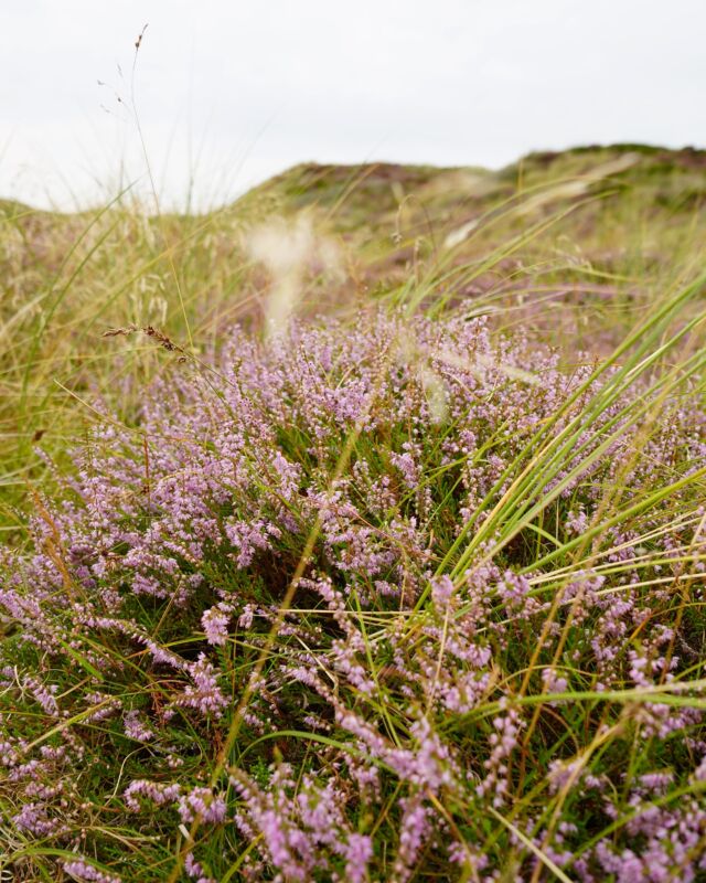 Die Farben des August 💜🌾

#urlaub #ferien #ferienaufsylt #meerweh #sealover #küstenkind #ferienwohnung #strandnah #urlaubsdomizil #sylt #syltliebe #urlaubaufsylt #nordseeurlaub #nordsee #nordfriesland #urlaubinnordfriesland #urlaubzuzweit #winterurlaub #sommerurlaub #inselurlaub #inselliebe #nordseeinsel
#familienurlaub